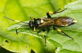 Snyltehveps ichneumon molitorius